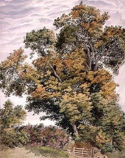 Thomas frederick collier Study of an Oak Tree Germany oil painting art